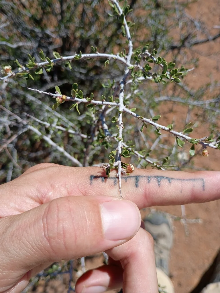 Prunus Fasciculata