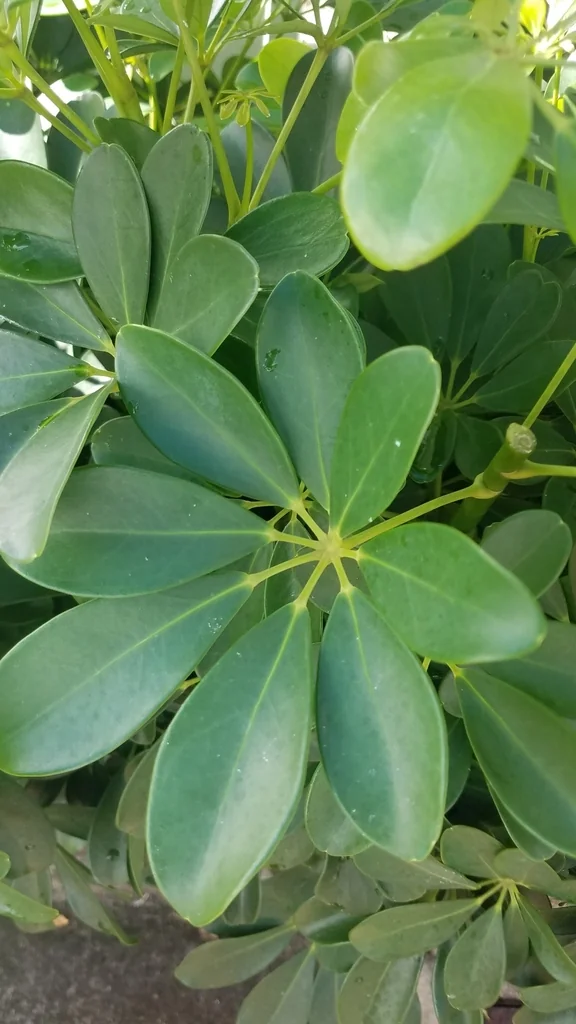 Schefflera Arboricola