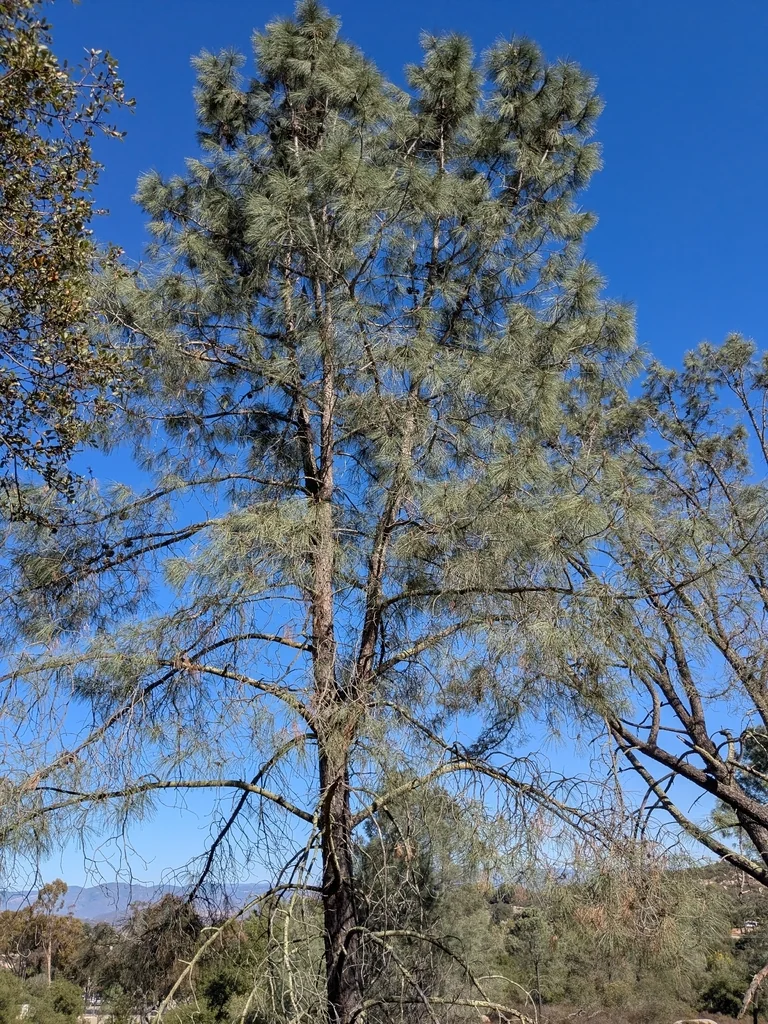 Pinus Sabiniana