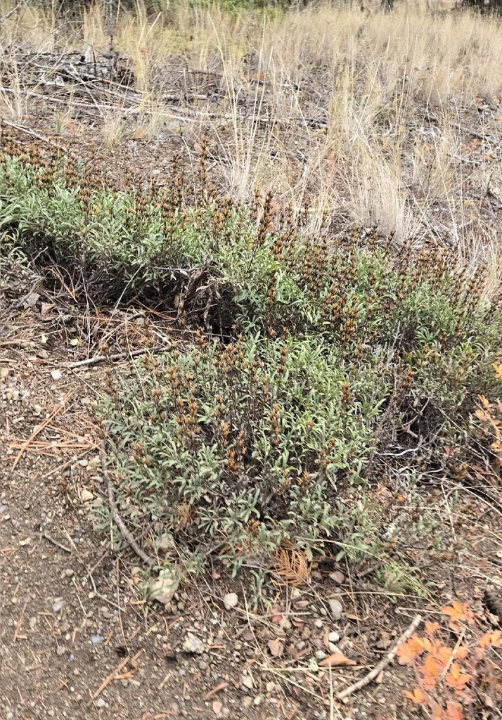Penstemon Fruticosus