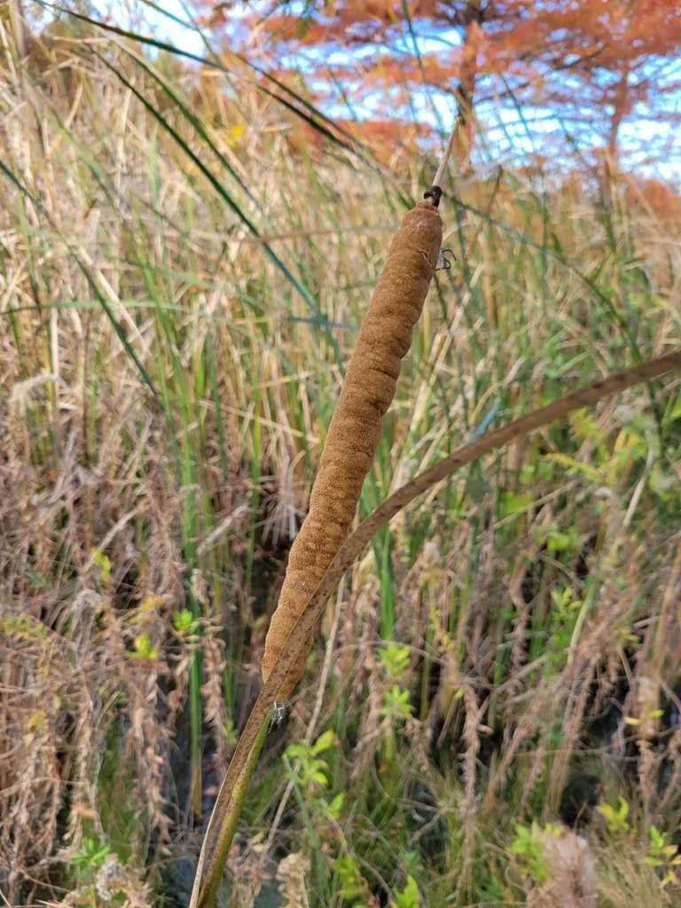 Typha Domingensis