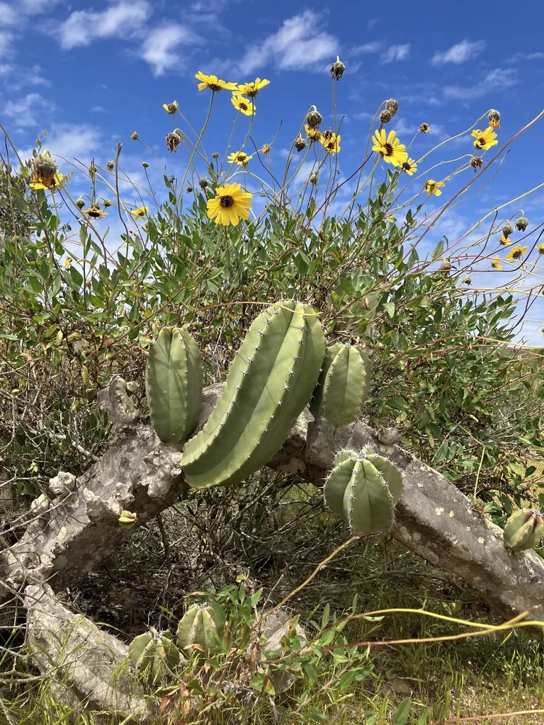 Pachycereus schottii