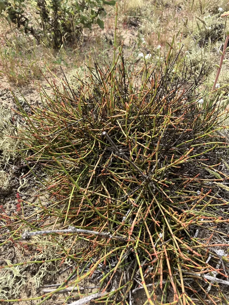 Ephedra Californica