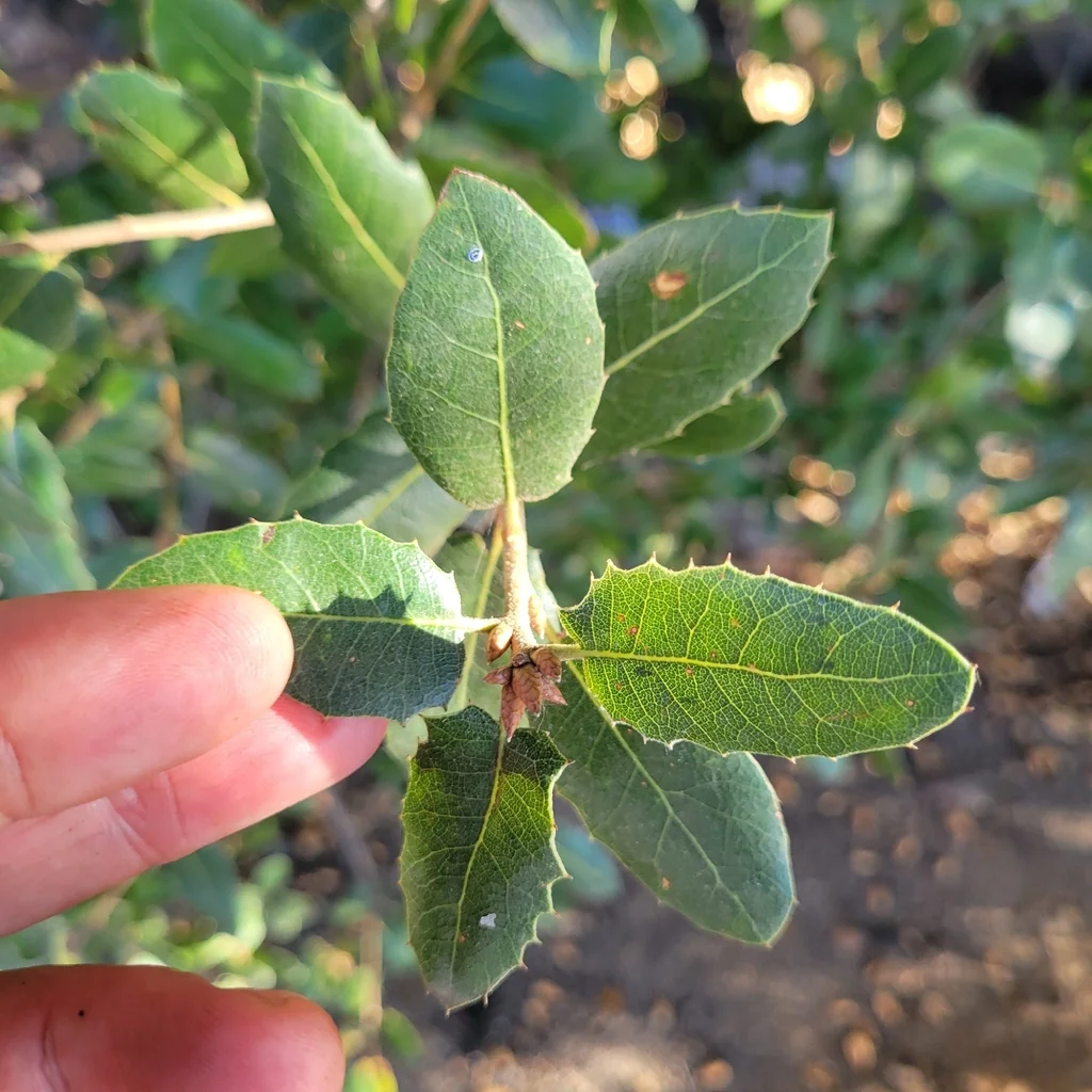 Quercus Wislizenii