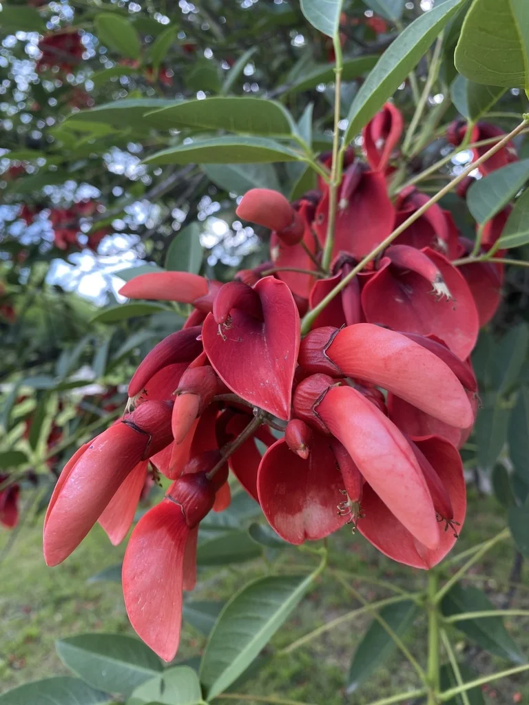Erythrina Crista-Galli