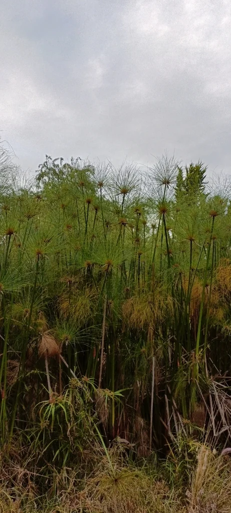 Cyperus Papyrus