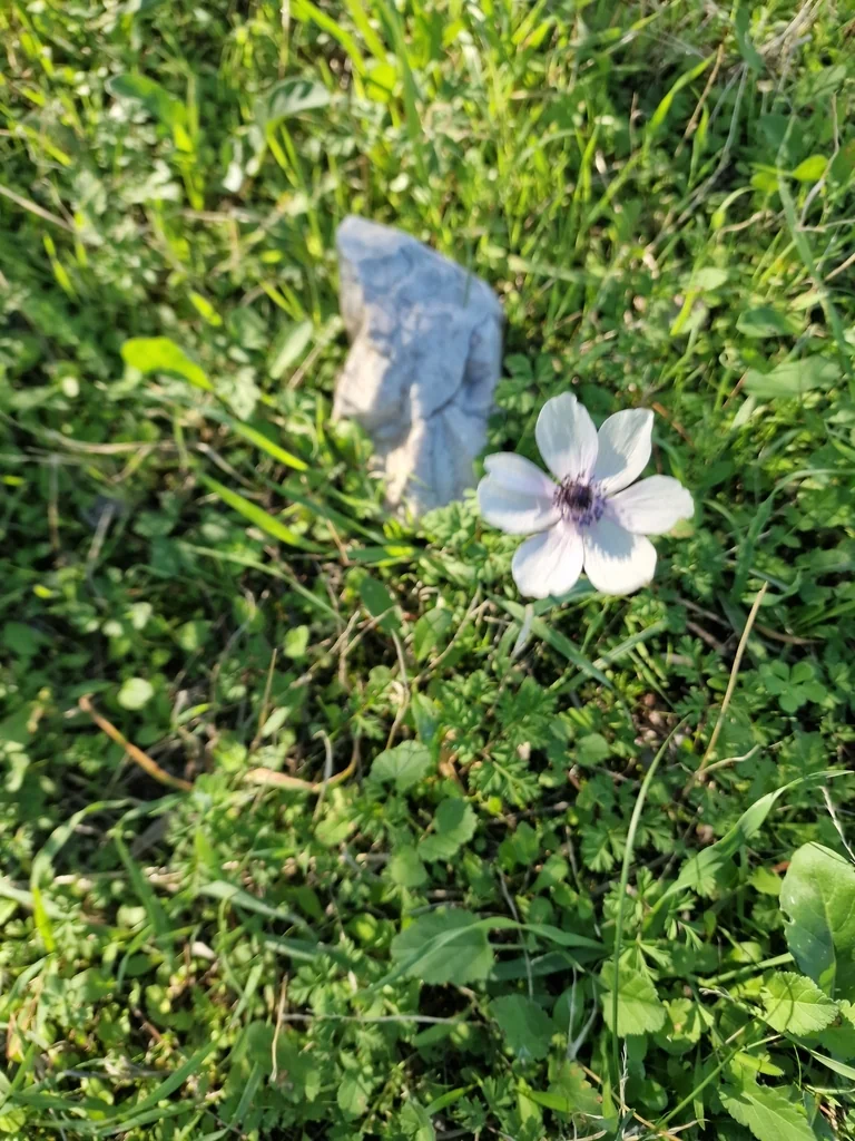 Anemone Coronaria