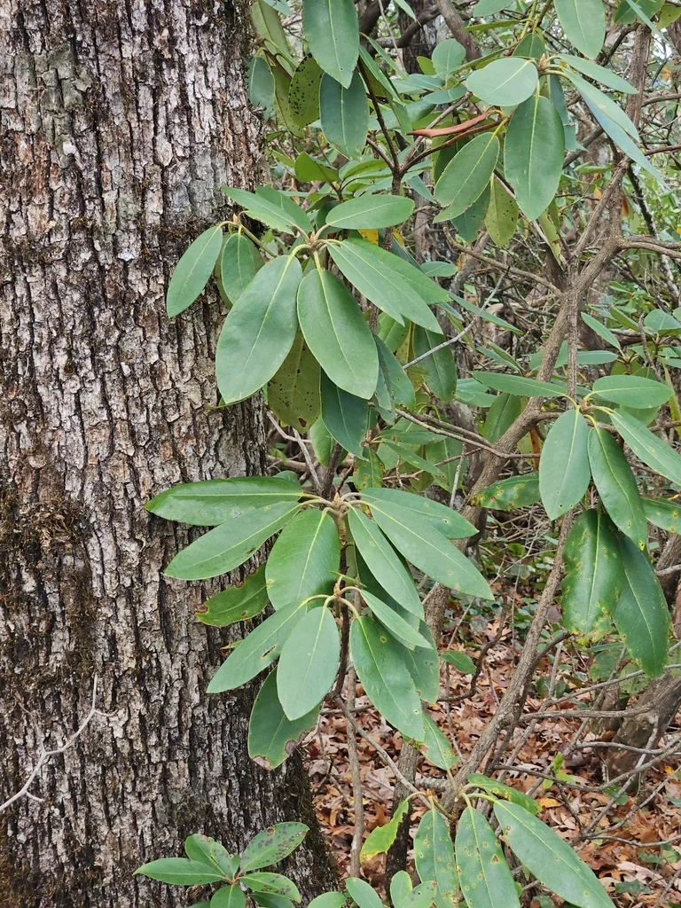 Rhododendron Catawbiense