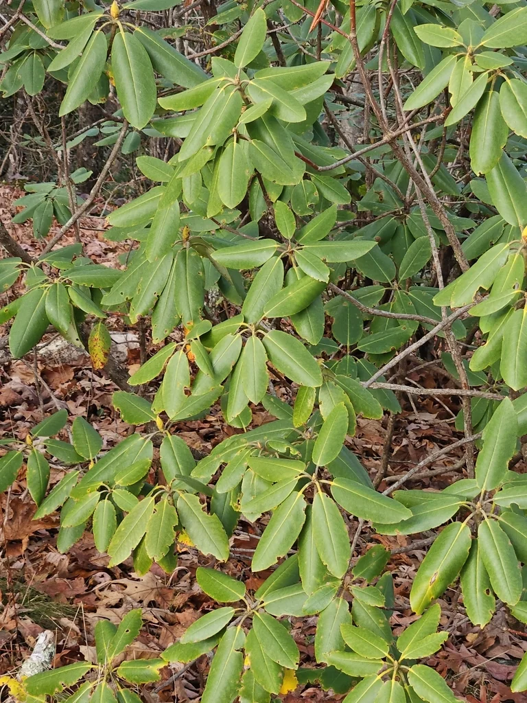 Rhododendron Catawbiense