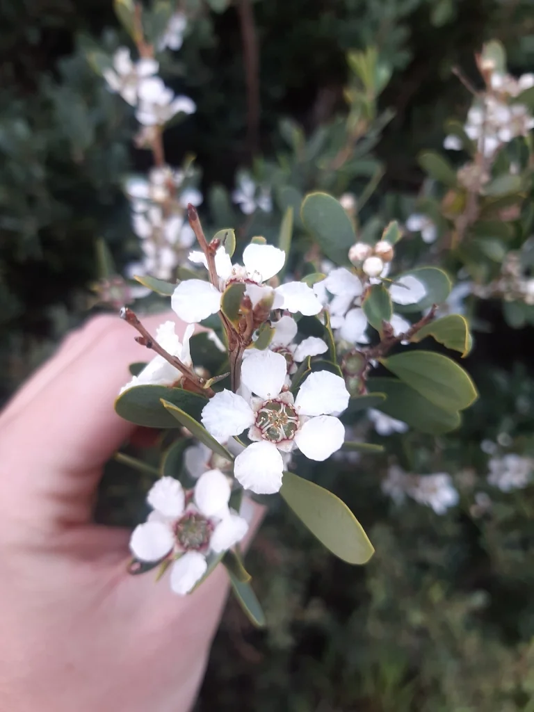 Leptospermum Laevigatum