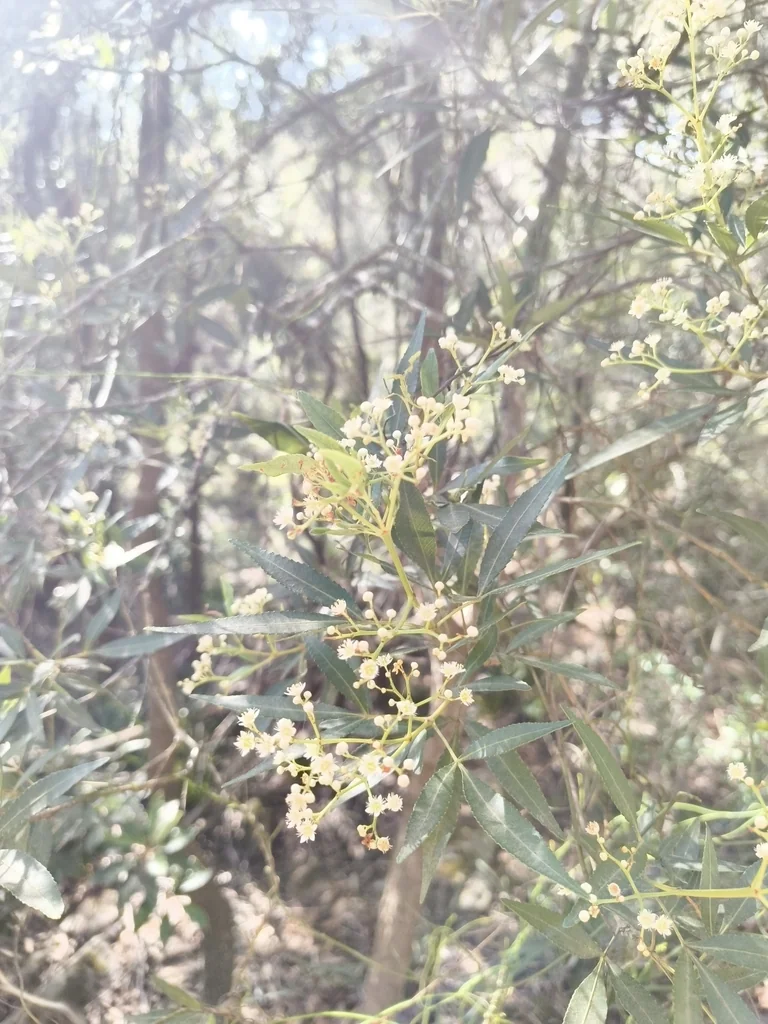 Ceratopetalum Gummiferum