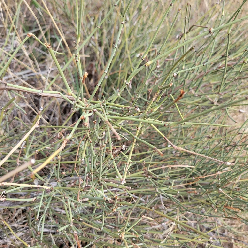 Ephedra Californica