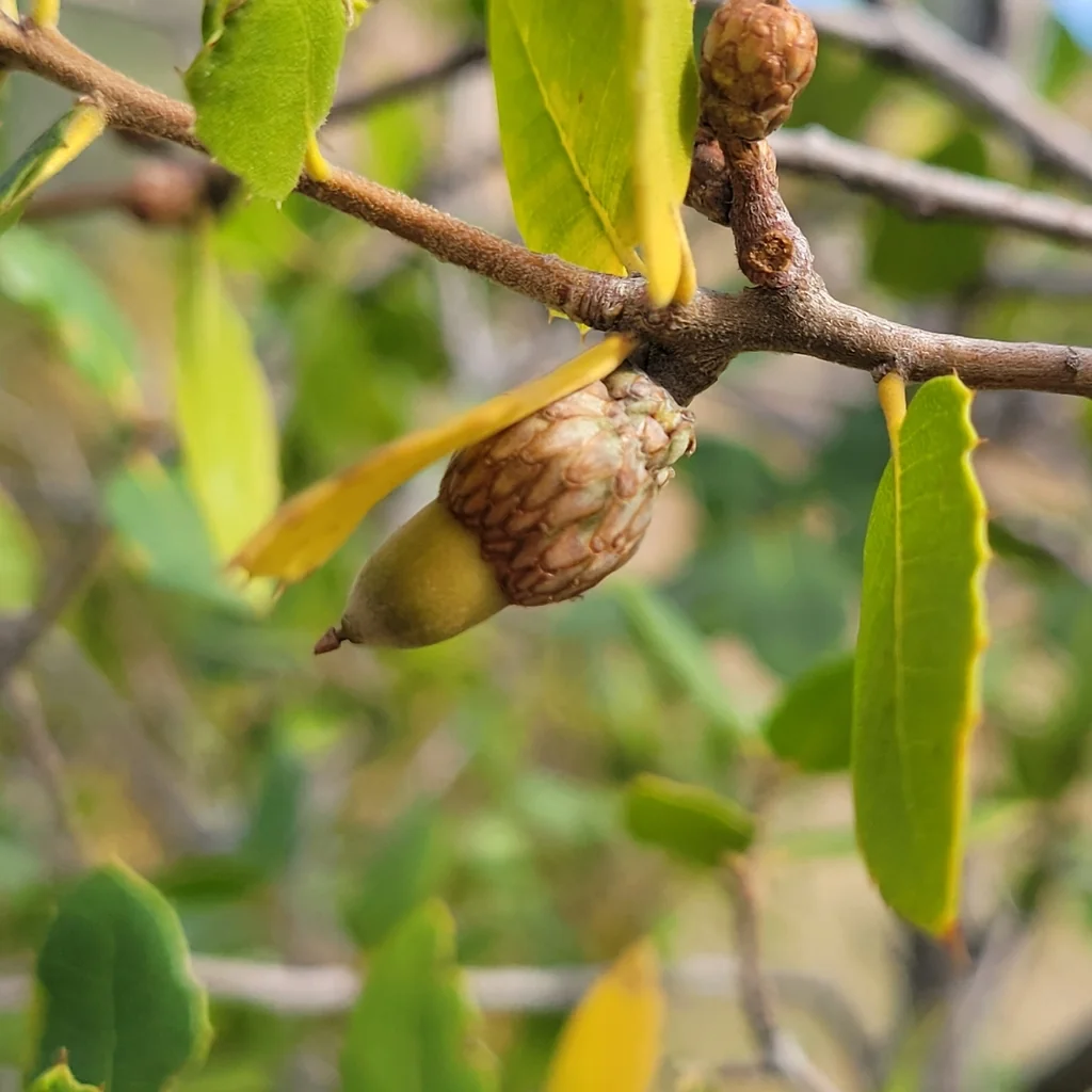 Quercus Wislizenii