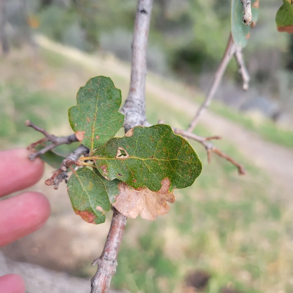 Quercus Douglasii