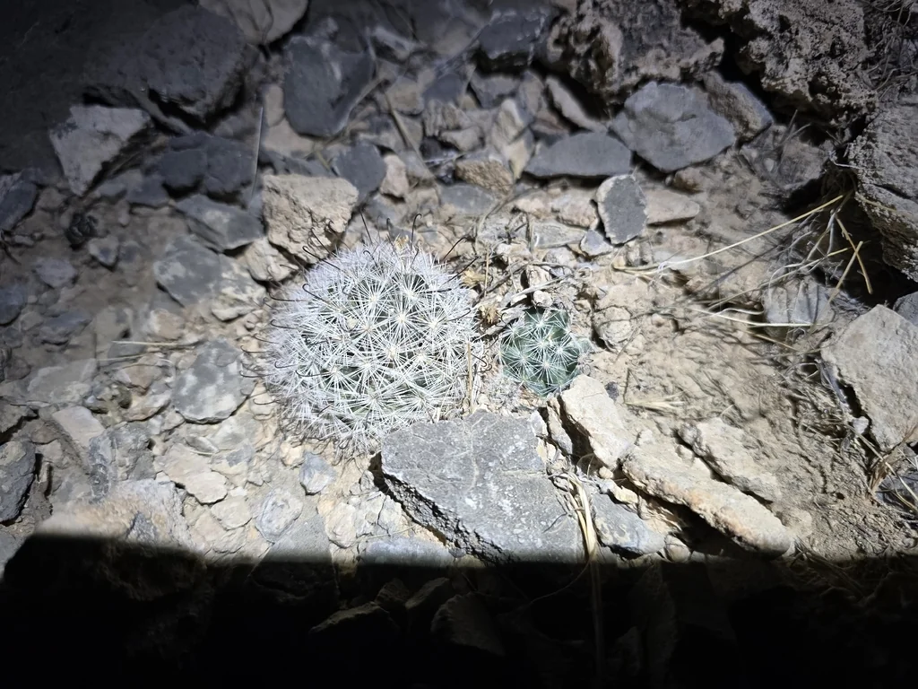 Mammillaria Tetrancistra