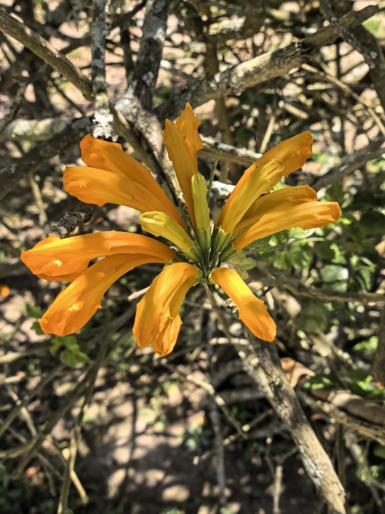 Tecoma Capensis