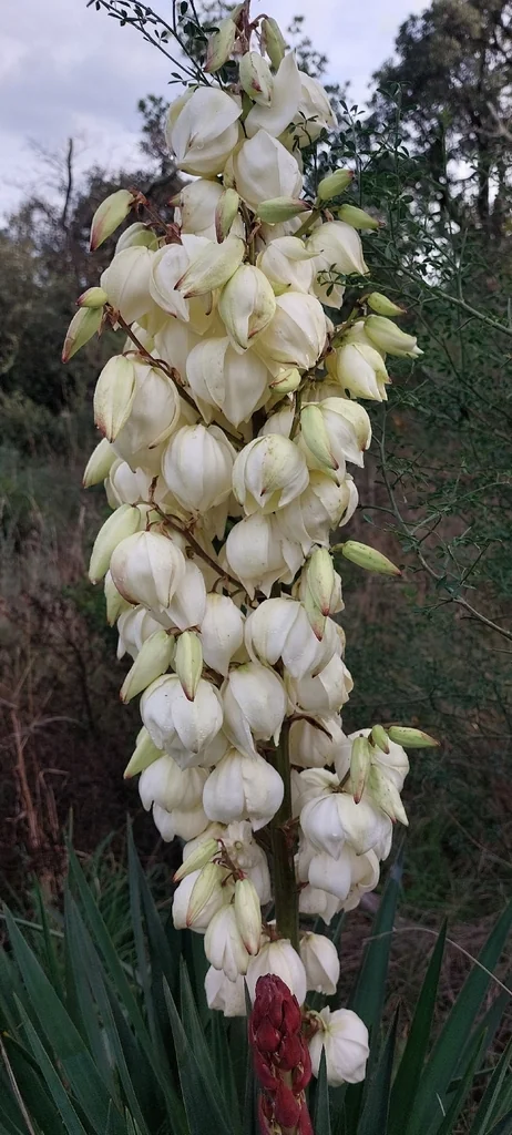 Yucca Gloriosa