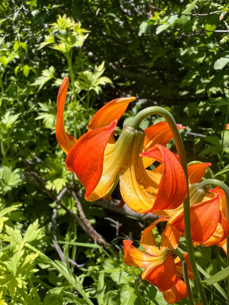 Lilium Pardalinum