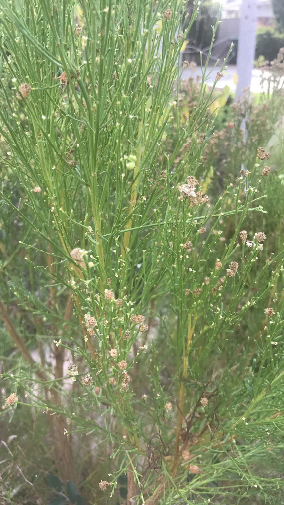 Baccharis Sarothroides