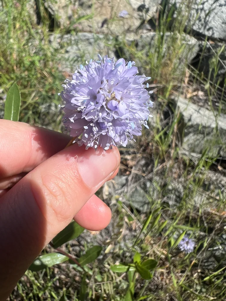 Gilia Capitata
