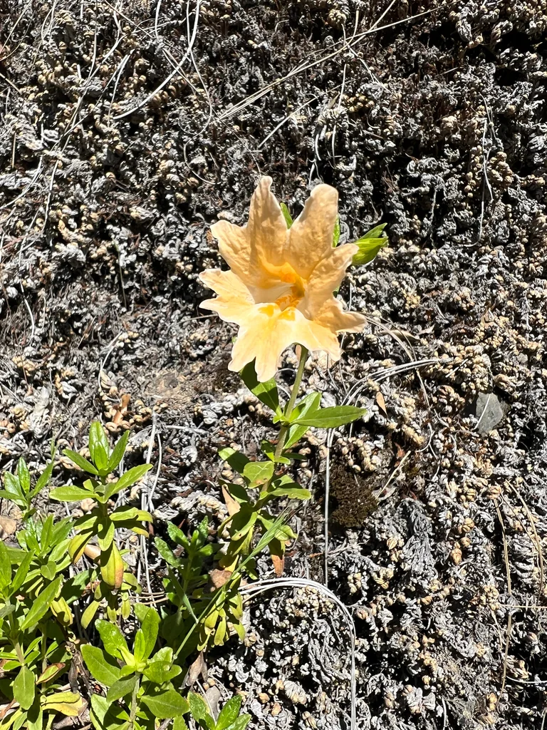 Diplacus Grandiflorus