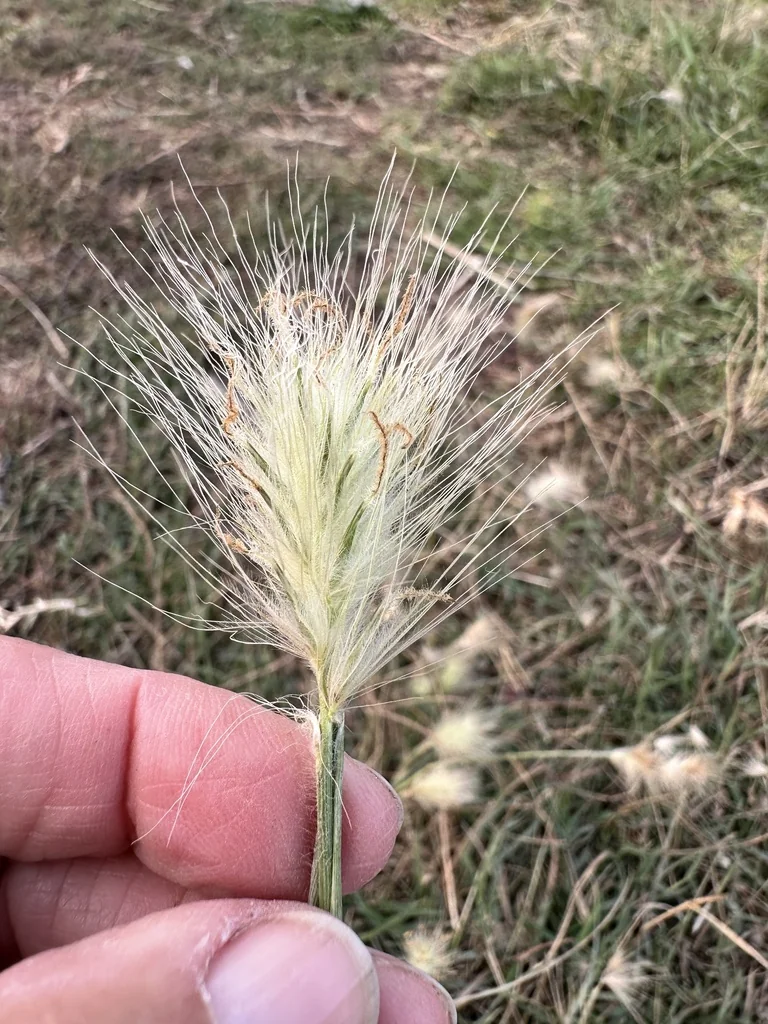 Pennisetum Villosum