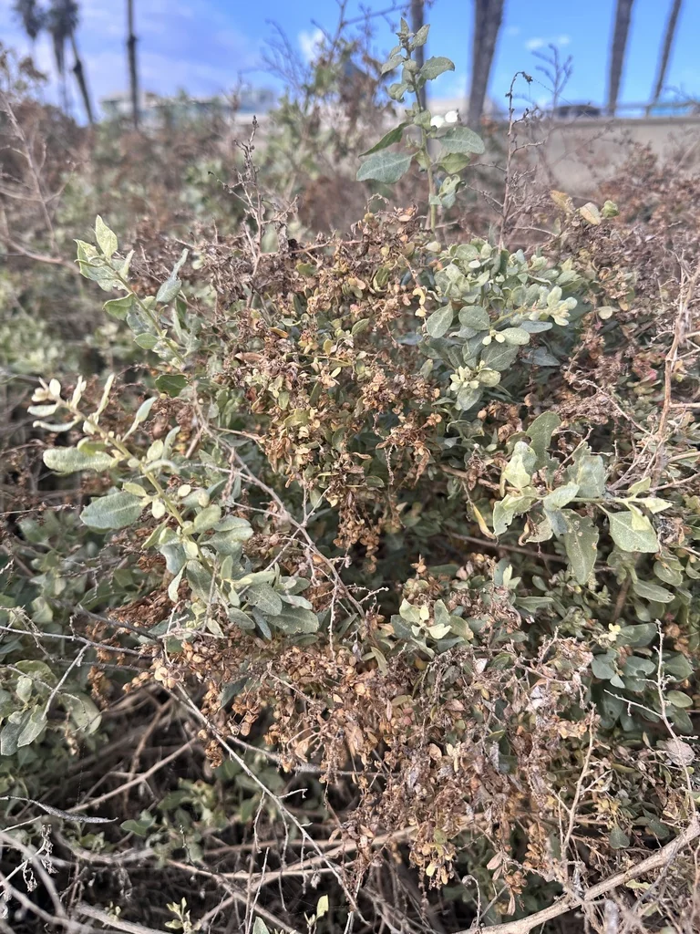 Atriplex Lentiformis