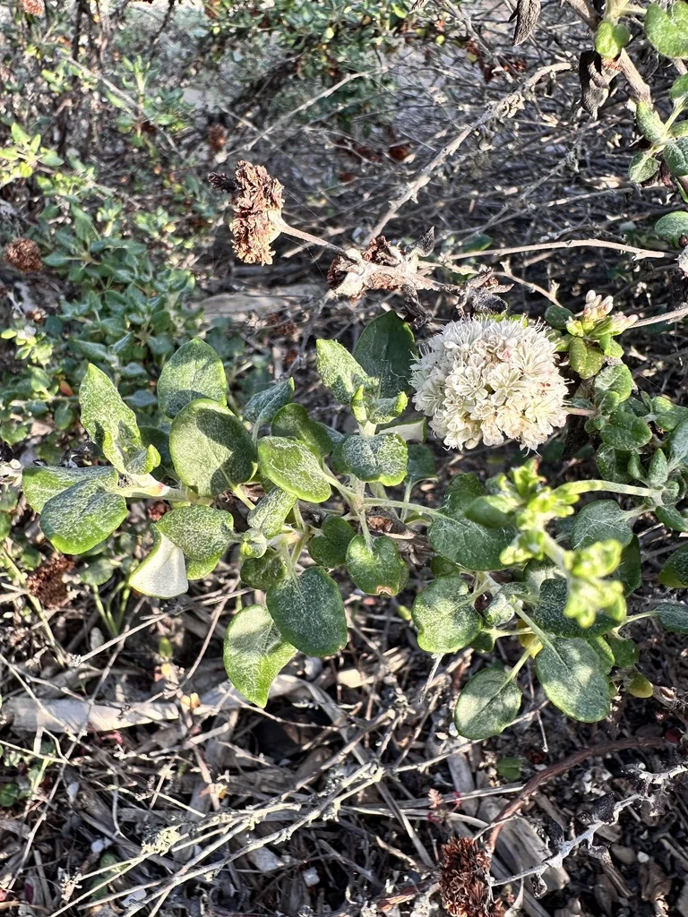 Eriogonum parvifolium