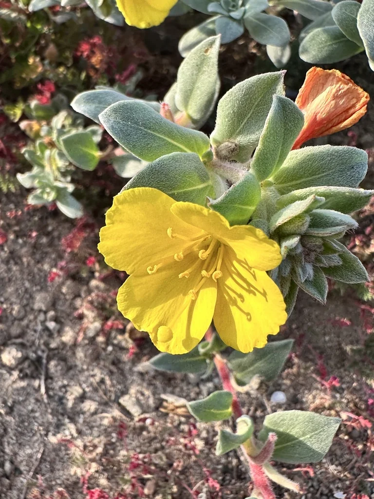 Camissonia Cheiranthifolia