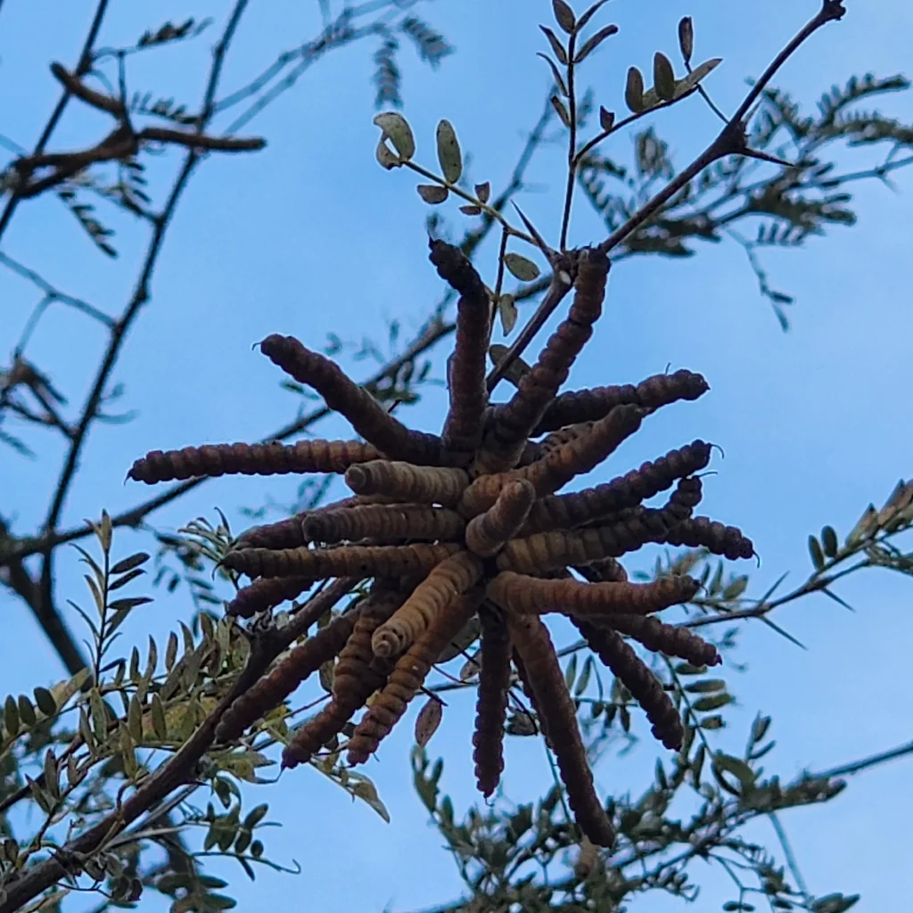 Prosopis Pubescens