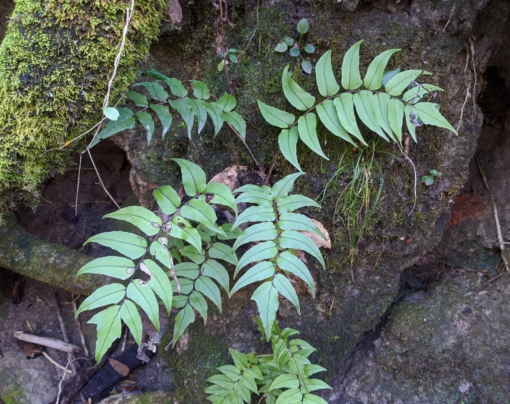 Cyrtomium fortunei