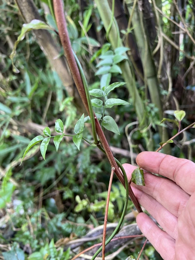 Jasminum Polyanthum