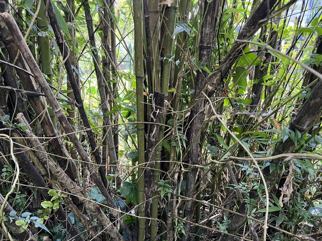 Phyllostachys Aurea