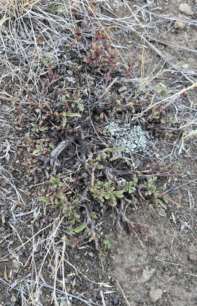 Penstemon Fruticosus