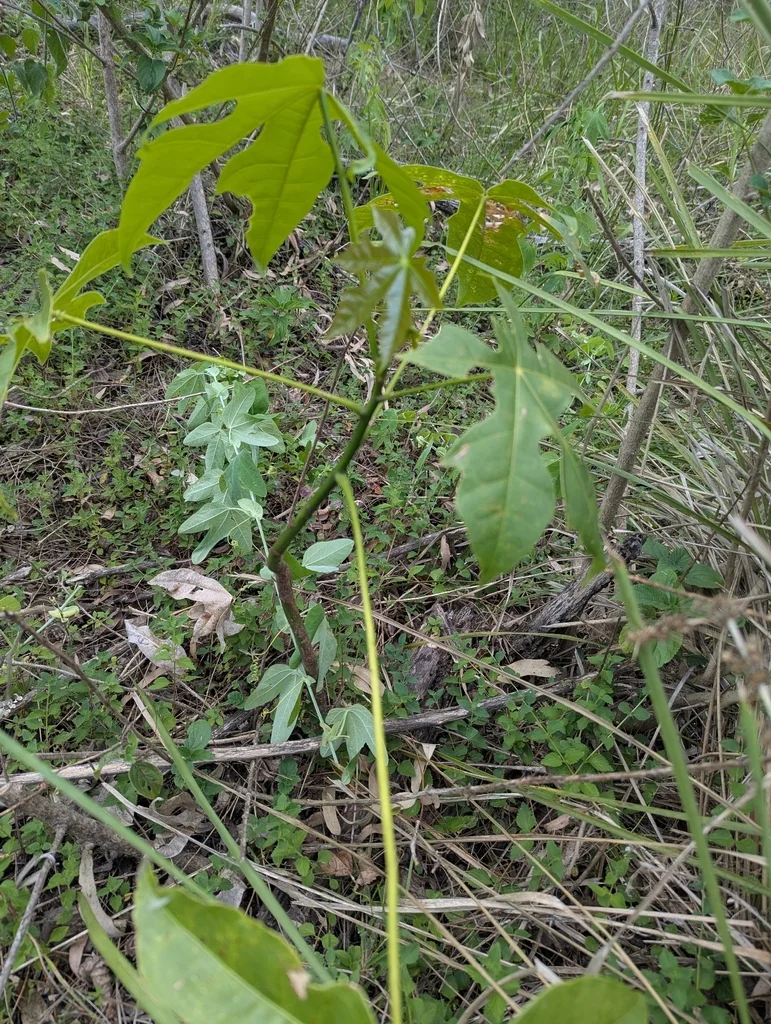 Brachychiton Acerifolius