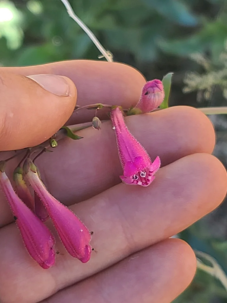 Penstemon Pseudospectabilis