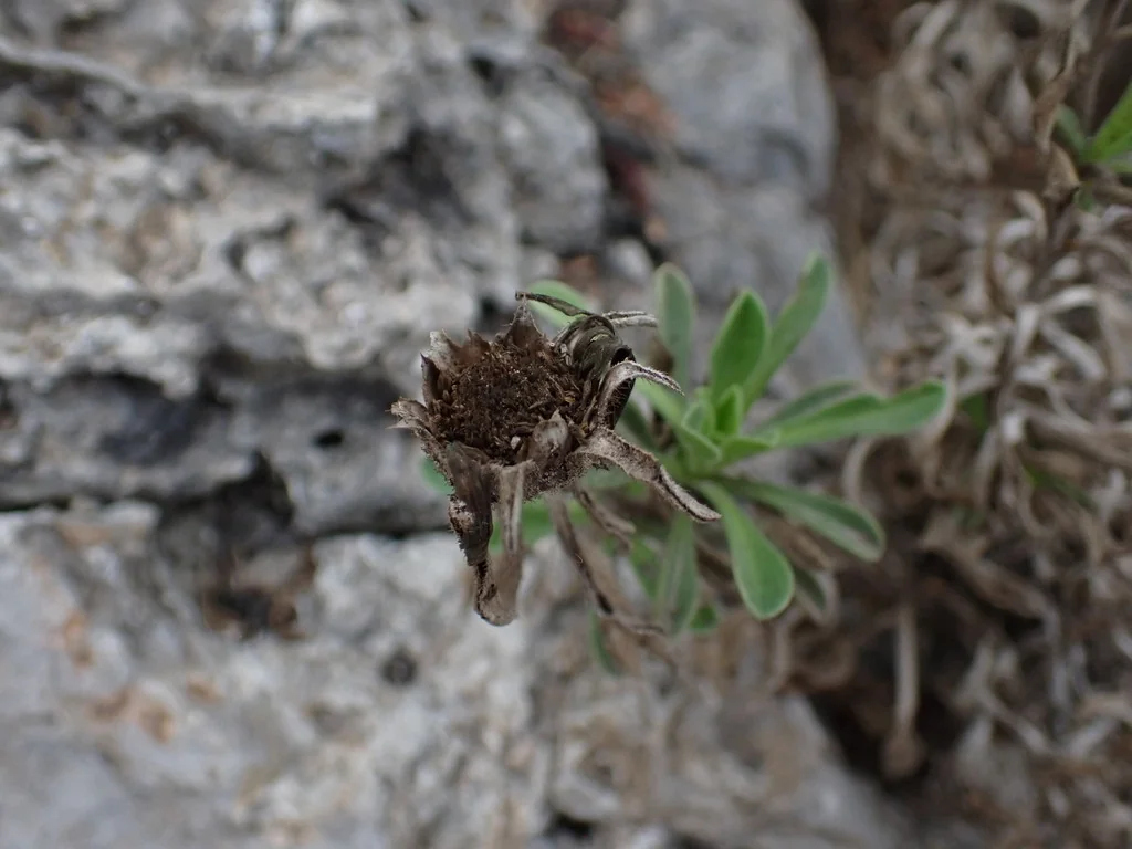 Asteriscus Maritimus