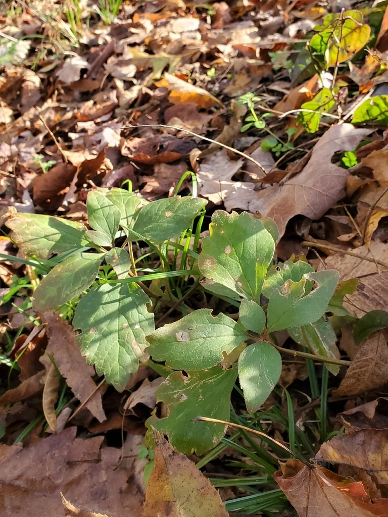 Pachysandra Procumbens