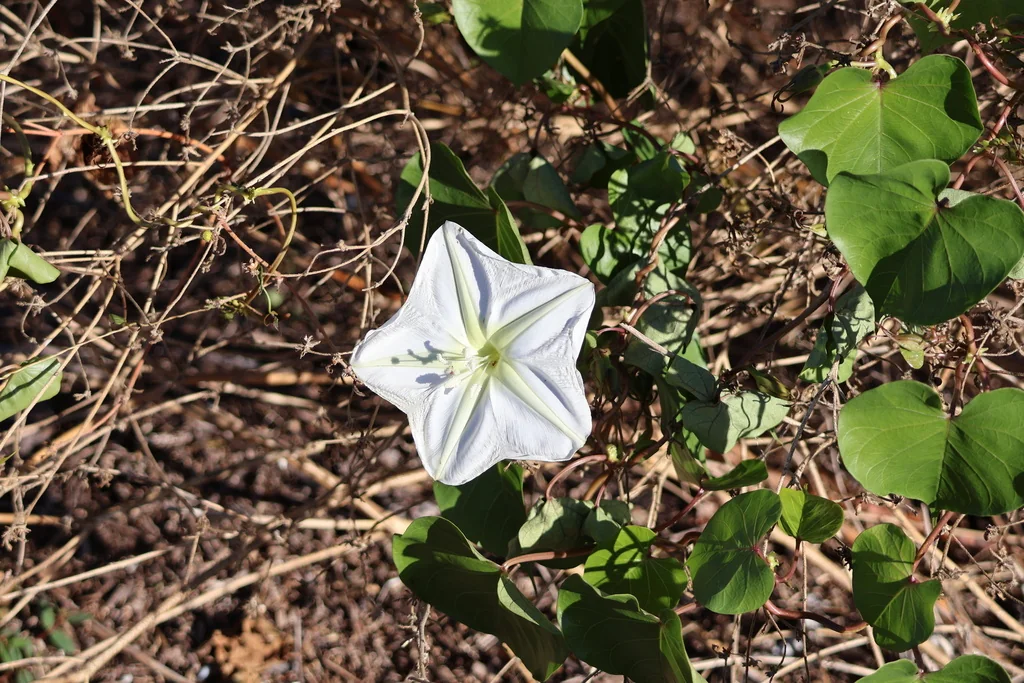 Ipomoea Alba