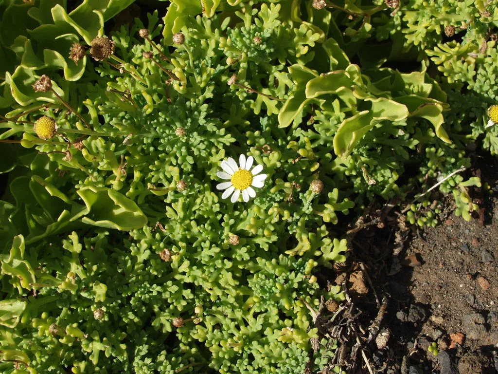 Argyranthemum frutescens