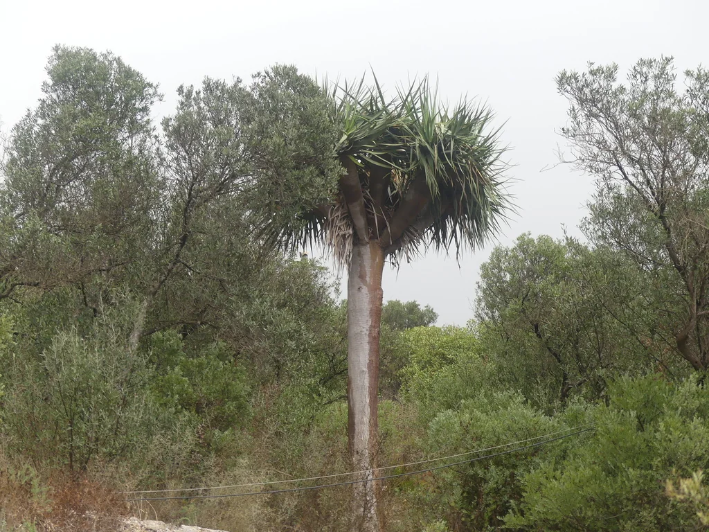 Dracaena Draco