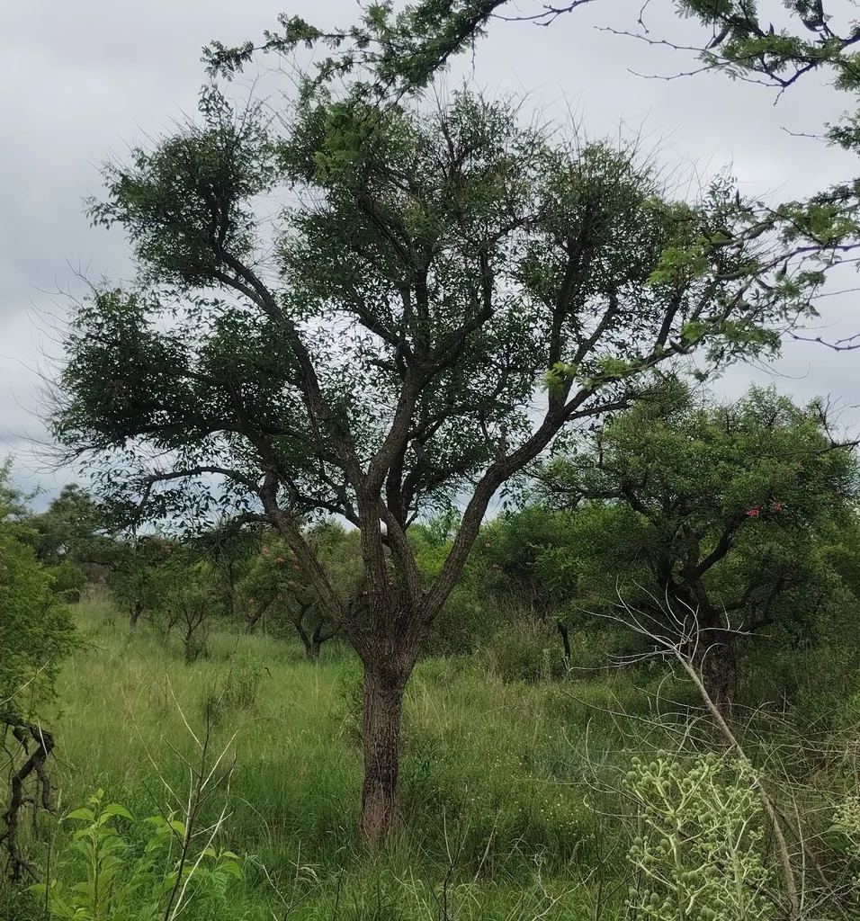 Erythrina Crista-Galli