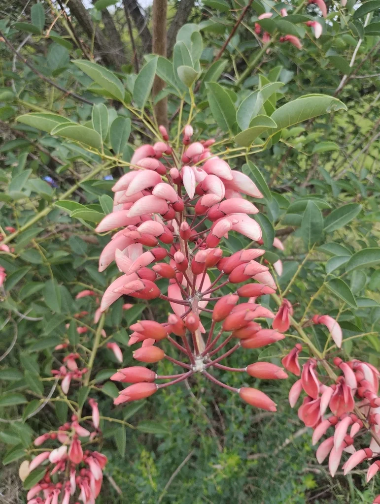 Erythrina Crista-Galli
