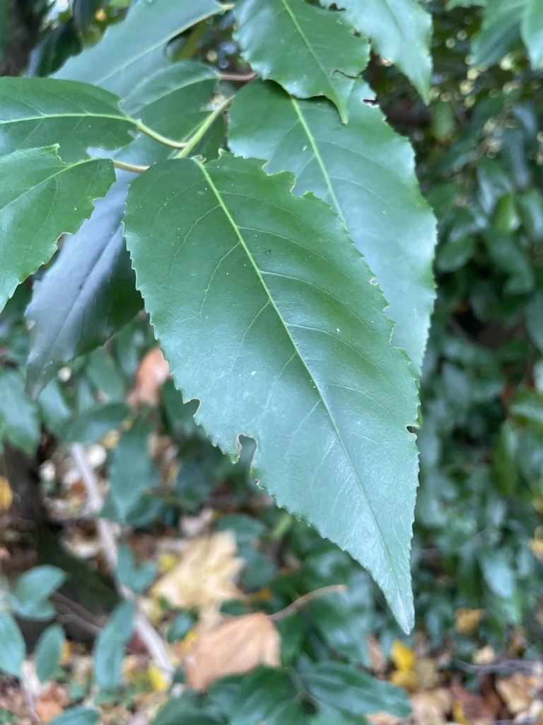Prunus Lusitanica