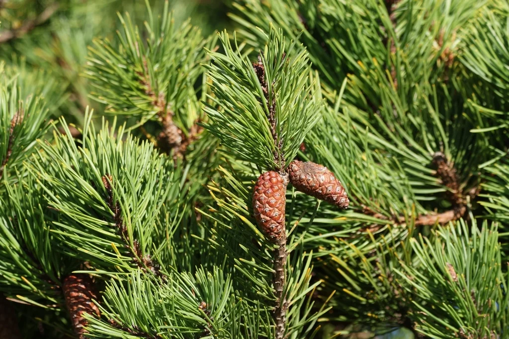 Pinus Contorta Var. Contorta