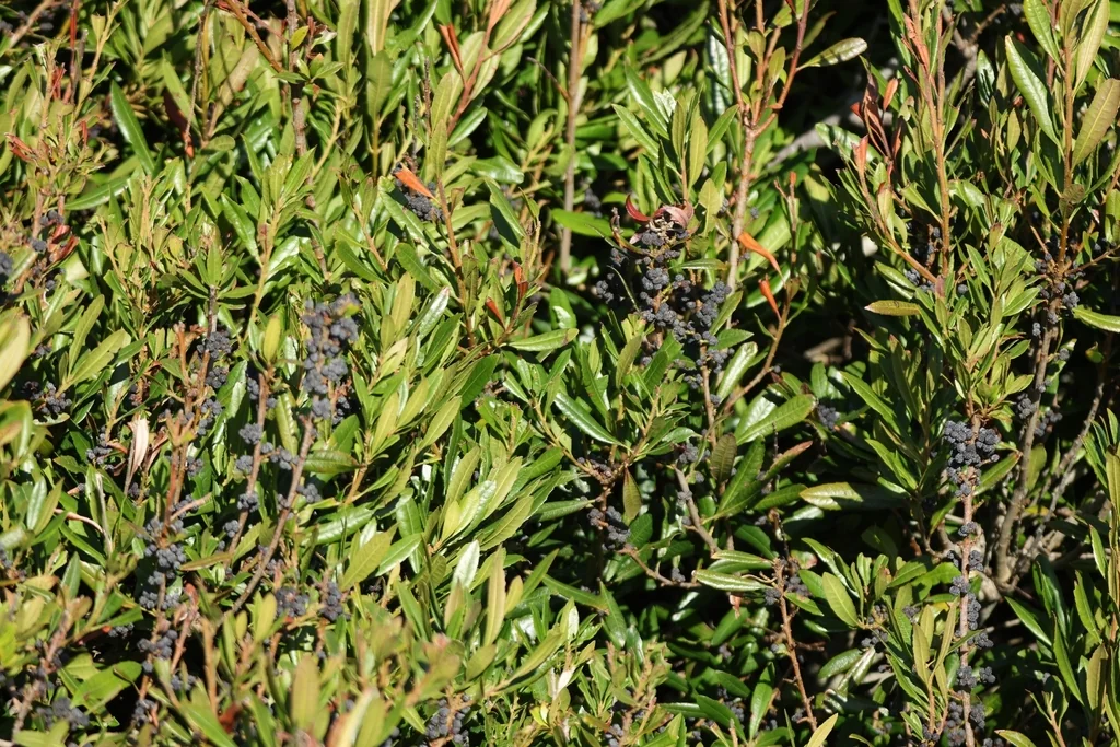 Myrica Californica