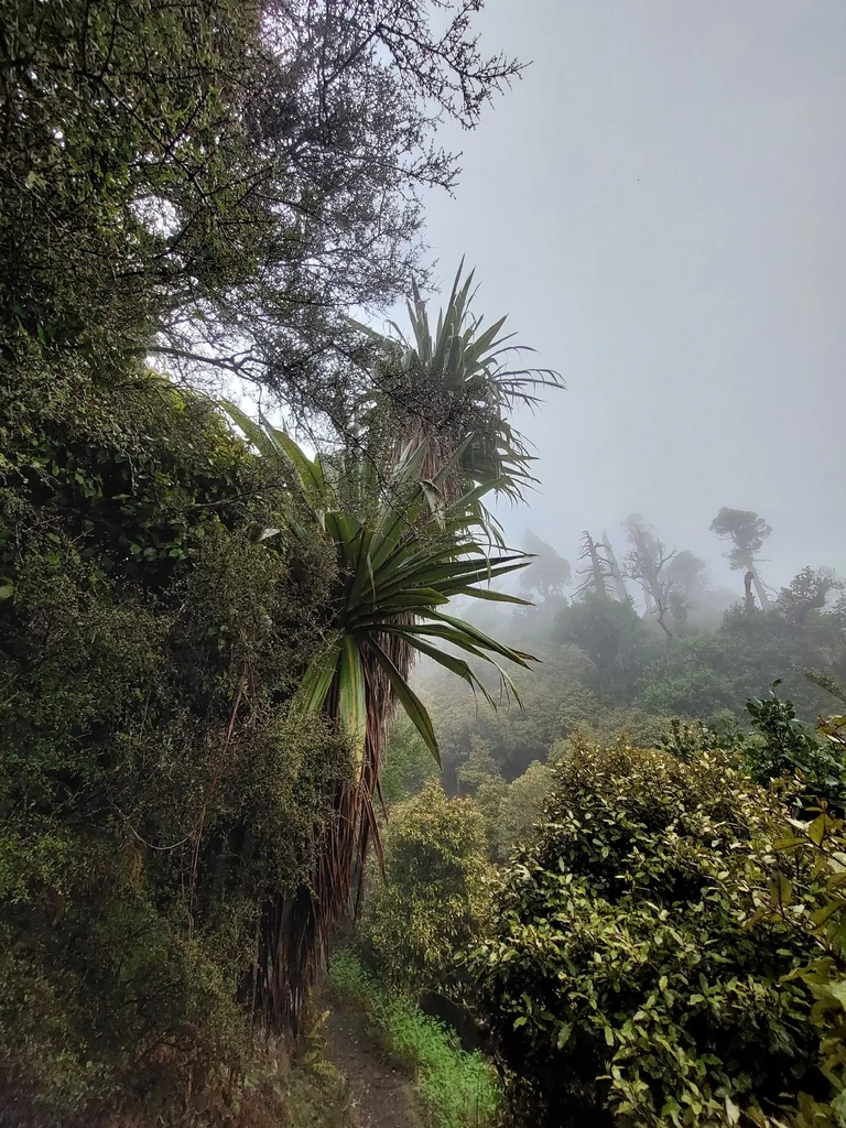 Cordyline Indivisa