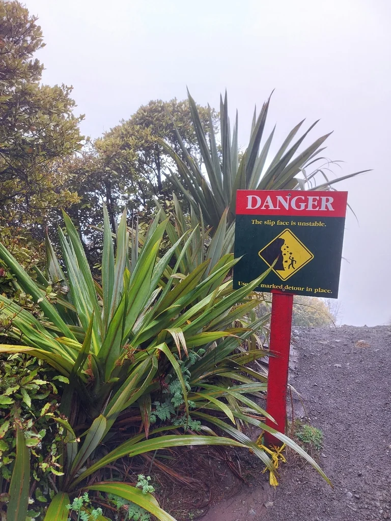 Dracaena indivisa