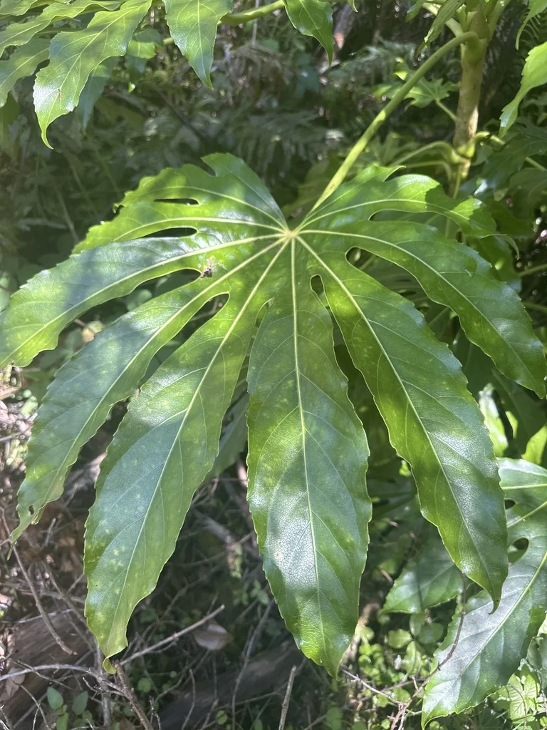 Fatsia Japonica
