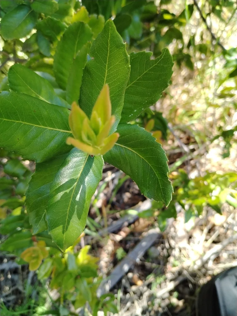 Eucryphia Cordifolia
